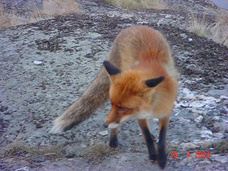 [Click to open]